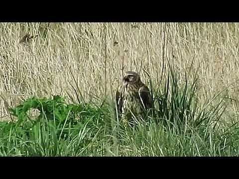 Northern Harrier Call ~ Circus cyaneus