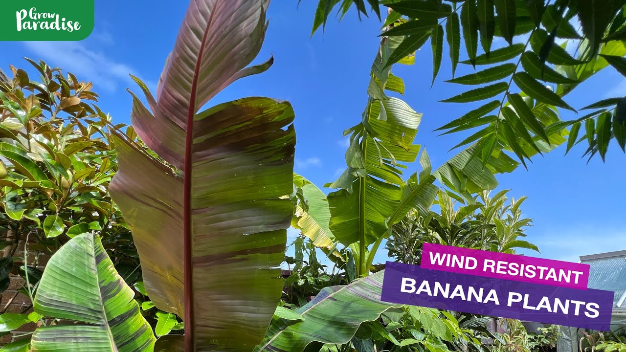 Banana plants in STRONG WINDS, which survives best? - YouTube
