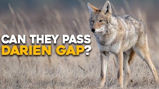 What Will Happen If Coyotes Took Over South America?