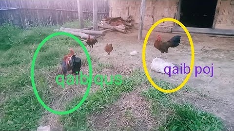 saib qaib dib qua zoo zoo nkauj heev