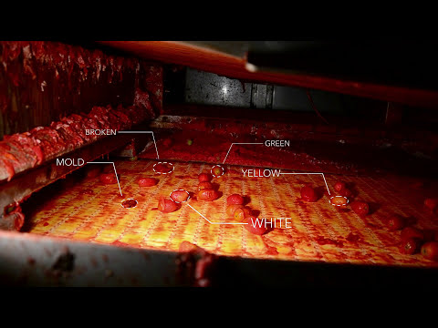 Rayvolution: the optical sorter for peeled tomatoes | RAYTEC VISION SpA
