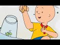 Caillou S Cricket Caillou Compilations Caillou S Cricket Caillou Compilations