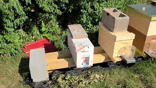 What Happens To Foragers When Combining Two Beehives In the Same Apiary?