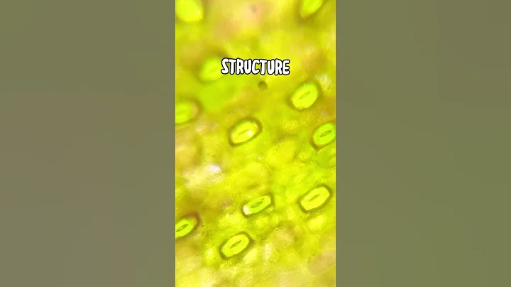 Stomata in leaf 🍃 #shorts #carbon