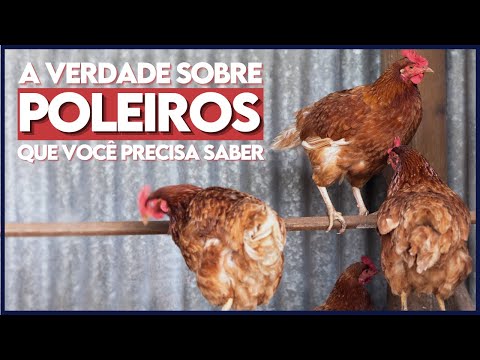 Vídeo: As galinhas dormem empoleiradas?