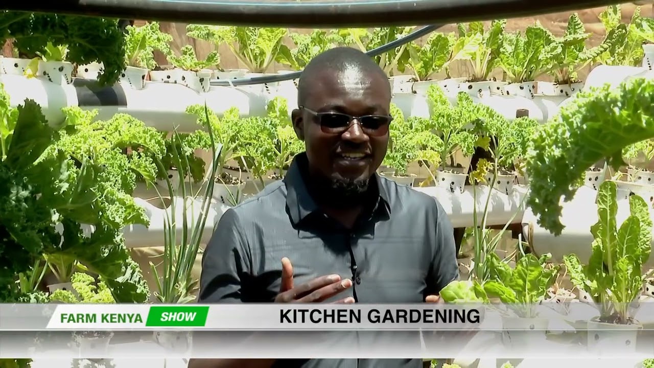 KITCHEN GARDENING || FARM KENYA