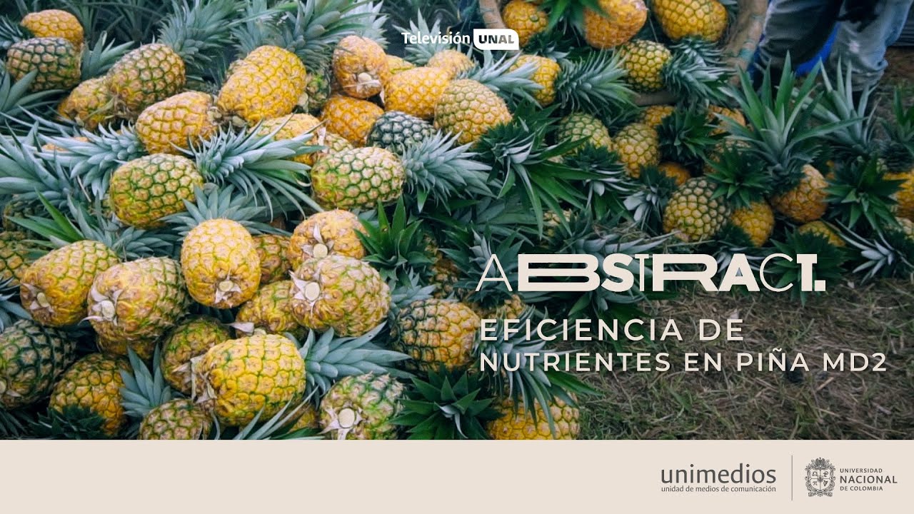 Eficiencia de nutrientes en piña MD2 | Abstract - YouTube