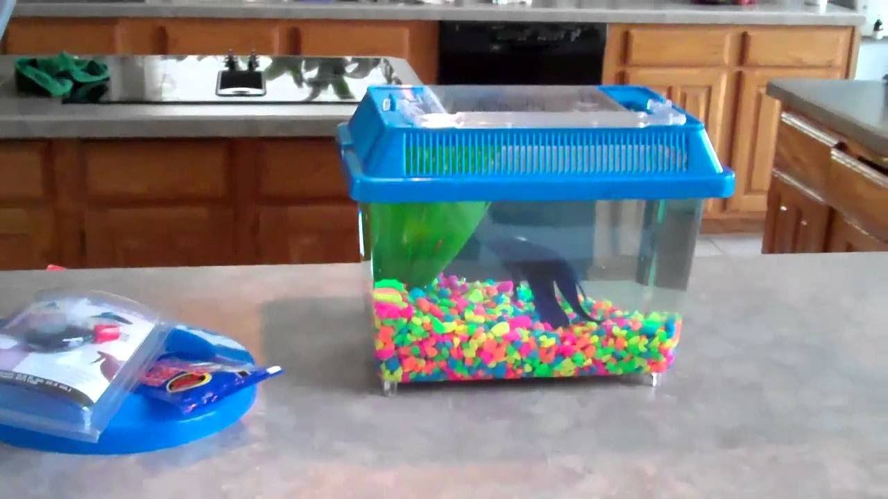 Healing Betta Fish by Your Own 