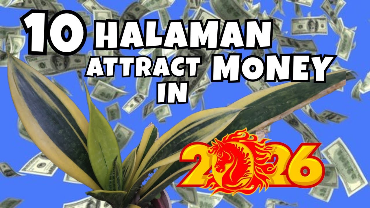 10 PLANTS THAT ATTRACT MONEY & WEALTH IN 2026 | YEAR OF FIRE HORSE + PLANT CARE