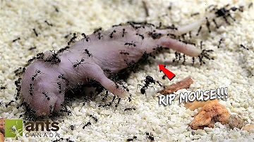 I Gave My Pet Ant Colony a Baby Mouse