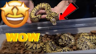 Celebrity Insane Ball python Clutch Update! Wealth
