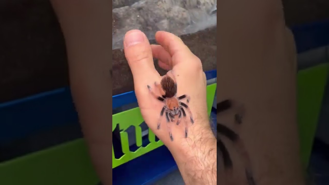 The Mexican blood leg tarantula we are trying to breed here at Urban Tarantulas