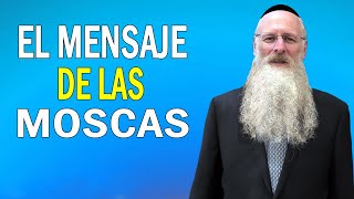 El Mensaje De Las Moscas