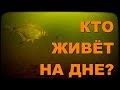 Кто живёт на дне? Актюбинское водохранилище, подводные съемки.