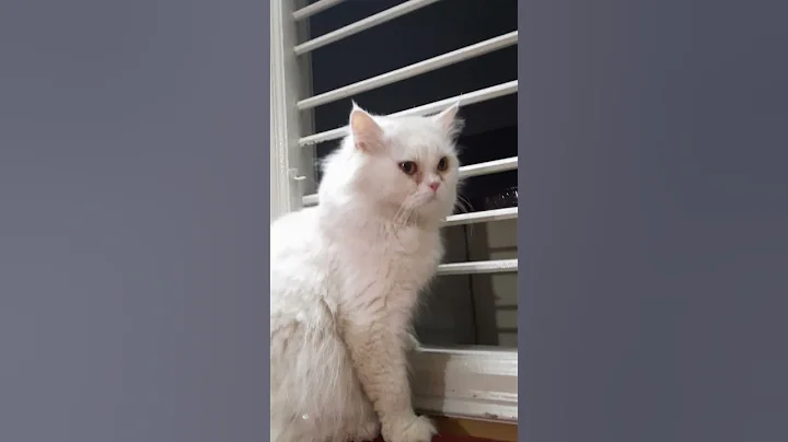 Watch the video about #cat #catlover #catmeowing #catvideos