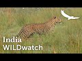 Circle of Life in the Jungle | India | WILDwatch