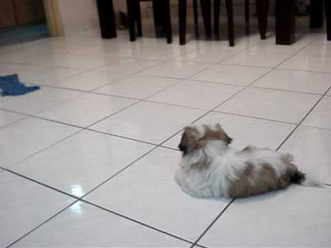 shih tzu puppies adorable.MPG