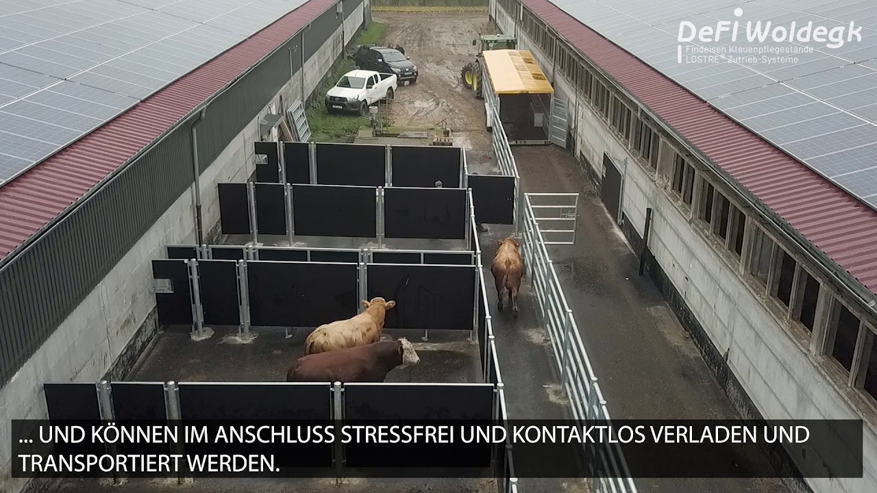 Treibeinrichtung | Fanganlage für Rinder | Treibgang | LOSTRE - LOw STREss - Defi Woldegk GmbH
