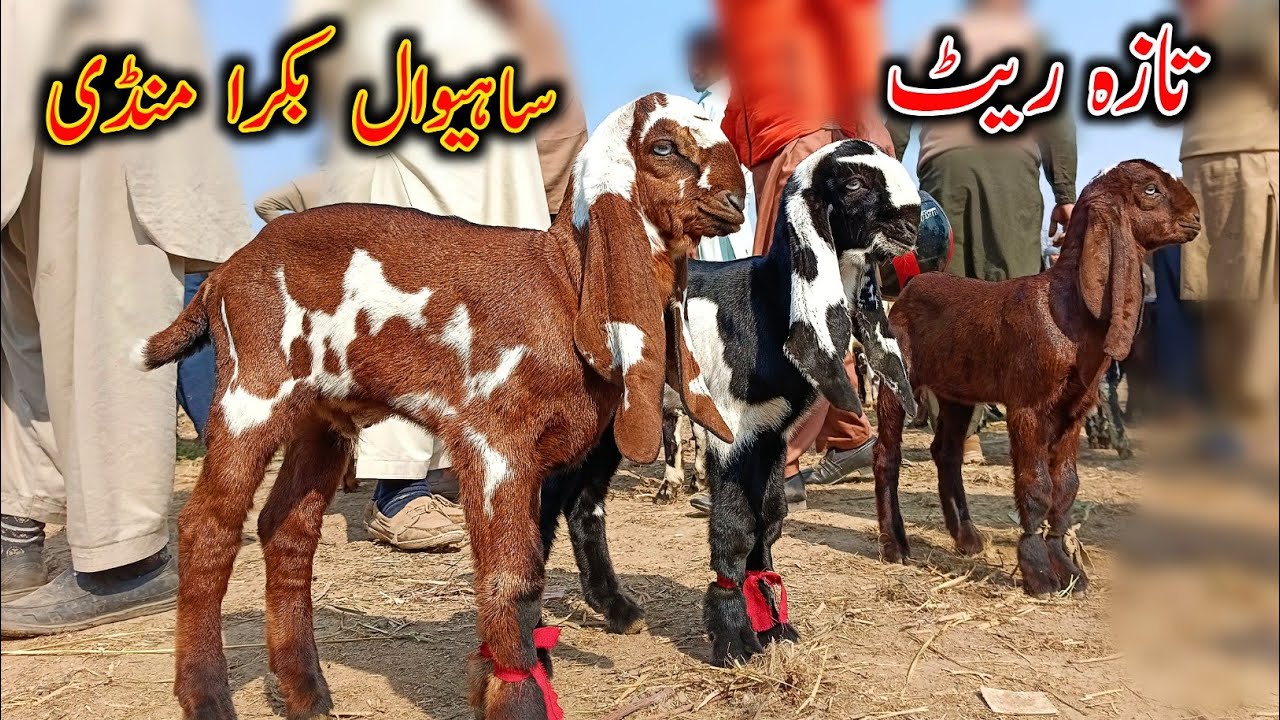 Sahiwal Bkra Mandi Latest Update 2024 - Baby Goats in Bkra Mandi