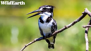 SafariLIVE Sunrise Safari- 21 April 2024