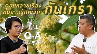 ตอบหลายเรื่องที่อยากรู้เกี่ยวกับกันเกรา I มือเย็น QnA