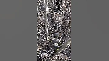 Барсук прикидывается мертвым
