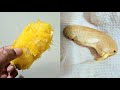 How to germinate mango seeds