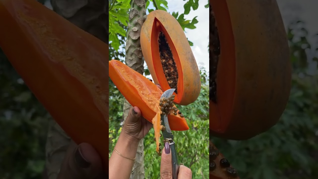 Papaya Fruit 