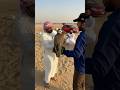 dubai Falcon 🇦🇪 National Bird in UAE .+971 50 916 6996#dubai #falcon #nationalbird #baaj