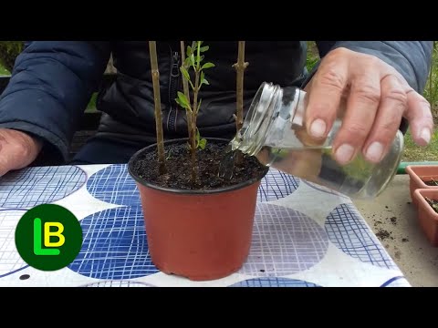 How To Make Rooting Hormone For Cuttings 100% Natural