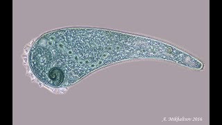 Life under microscope. #1 Stentor coeruleus.