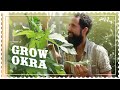 How to grow Okra from Seed