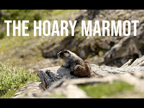 The 2nd BEST Marmot Film on the Internet.