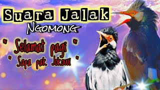 Putarkan didekat jalak anda!!Masteran untuk burung jalak pintar ngomong selamat pagi dan pak jokowi