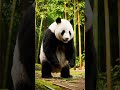 Panda Polite Bow Fail | Slips Mid-Bow | Funniest Animal Moments 2026 | Nebula Shots