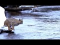 Incredible Long Jump Of The Bobcat!