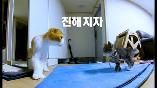 [180 3D VR] Verelife 49 아기 고양이가 놀러왔어요. (Let's be friends.)