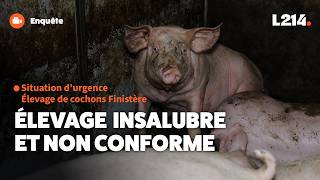 Situation d'urgence : élevage insalubre et non conforme
