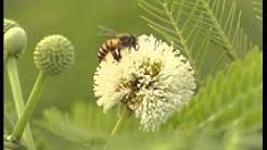 Iwan Fals - Kembang pete  - Durasi: 4:05. 