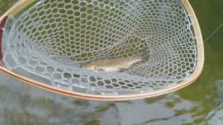 Delayed Harvest Fly Fishing 10-29-2022