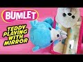 Cute Teddies Playing With Mirror | Funny Baby Video | Bumlet Children Videos