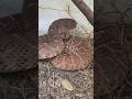 Beast of a Rattlesnake 😮 #youtube #snake #size #video #wow