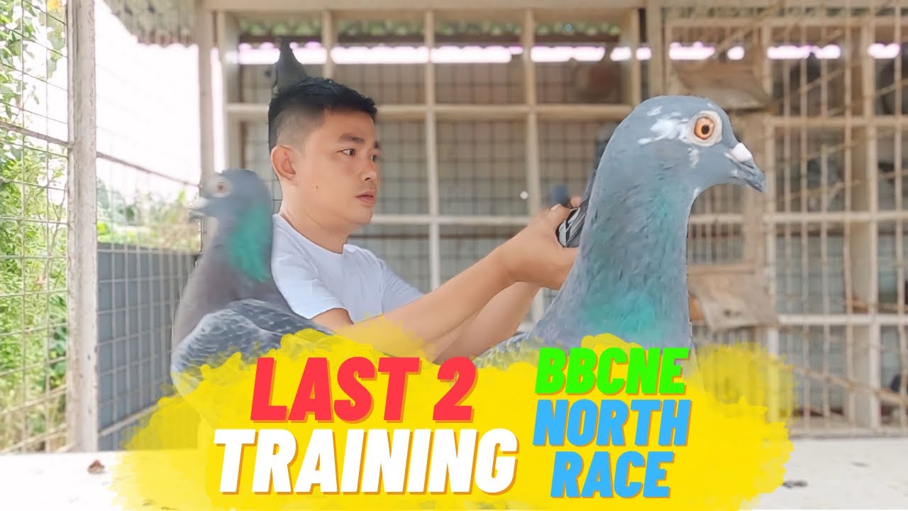 PAG PAPATIKIM NG VITAMINS SA KALAPATI