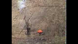 Hunting wild boar - Lov divlje svinje - Sremske sume