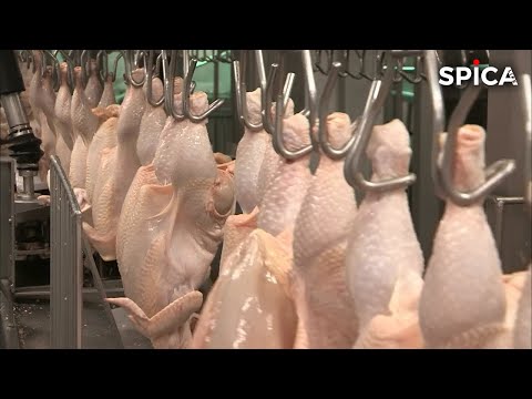 Vidéo: Comment faire l'hiver pour une coopérative de poulet