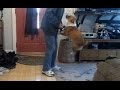 Dogs Excited to go for a Walk