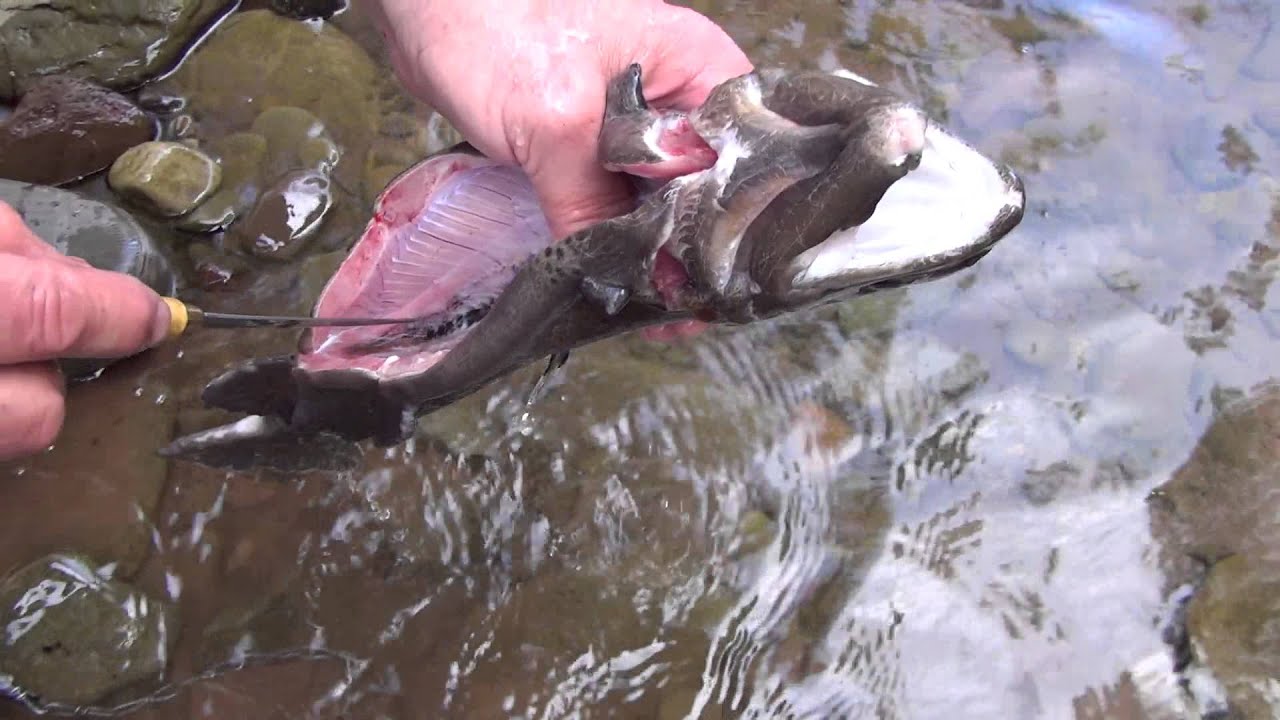 Field Dressing 17" Rainbow Trout.... YouTube