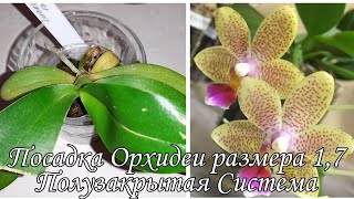 Посадка Орхидеи в размере 1,7' | Phal. Lucky Star YH0025