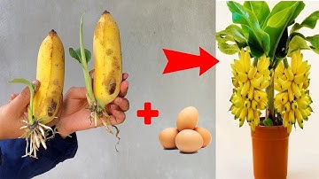 Great tip using chicken eggs to stimulate banana super growth