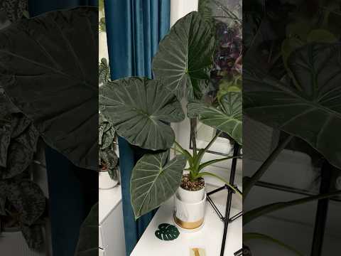 РЕГАЛ ШИЛДС РАСТЕТ КАК ТРАВА 😛👌🏻 #алоказия #растения #plants #alocasia #регалшилдс #цветы